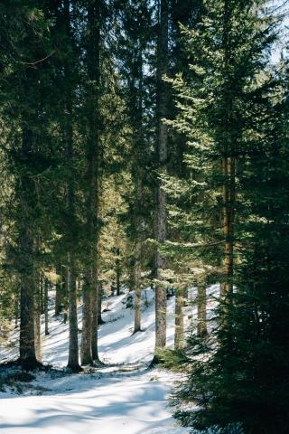 Forest with snow 